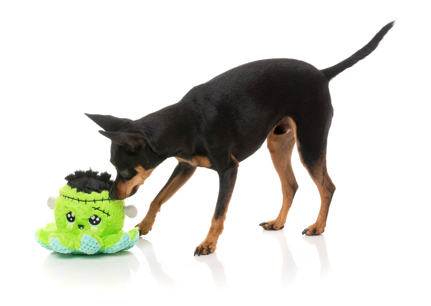 Stumpy Franken-pus - Dog Toy by FuzzYard