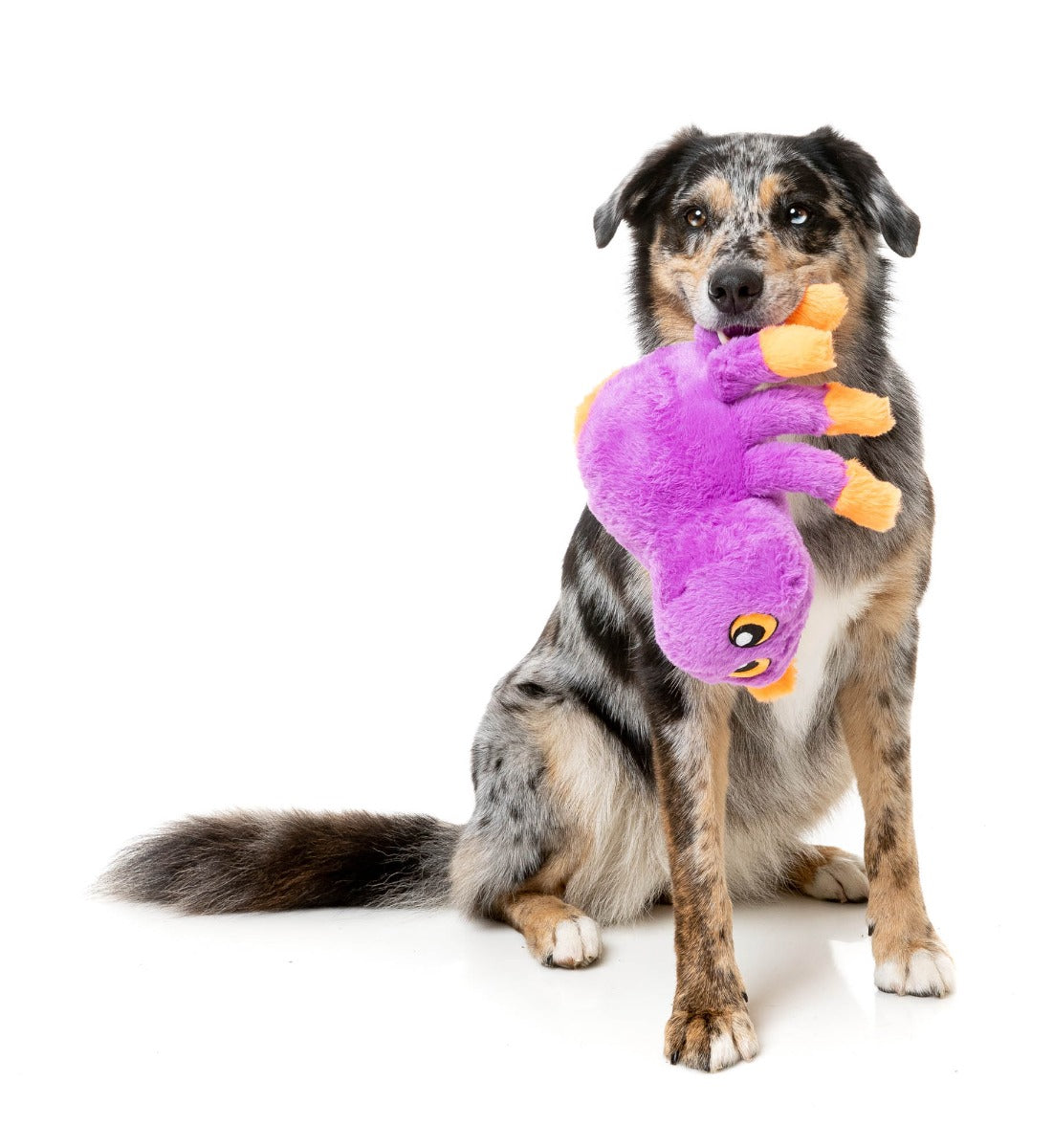 Weborah The Spider - Dog Toy by FuzzYard