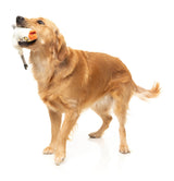 See-ya Seagull - The Yeetz - Dog Toy by FuzzYard