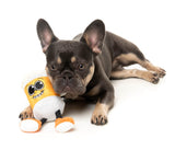 Steinzy - The Homies - Dog Toy