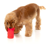 Pina Coolada Freeze - Interactive Chew Toy by FuzzYard