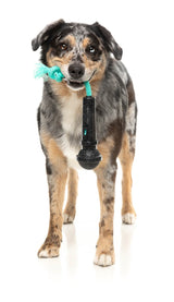 Mic Drop - Interactive Chew Toy by FuzzYard