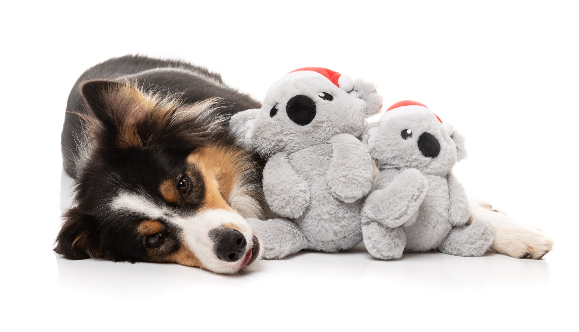 Coco Koala - Dog Toy by FuzzYard