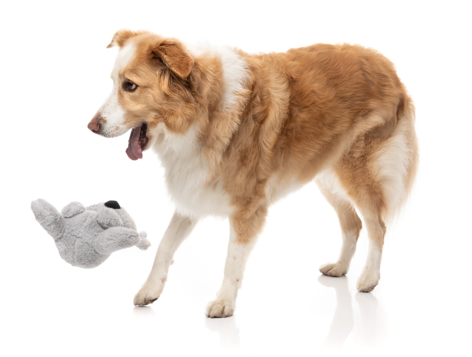 Coco Koala - Dog Toy by FuzzYard