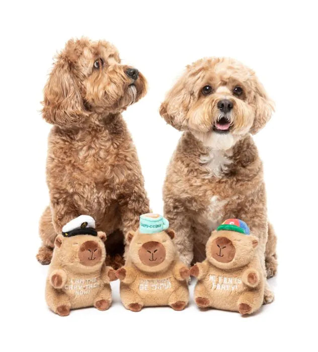 Dog Toy - Capy-tain