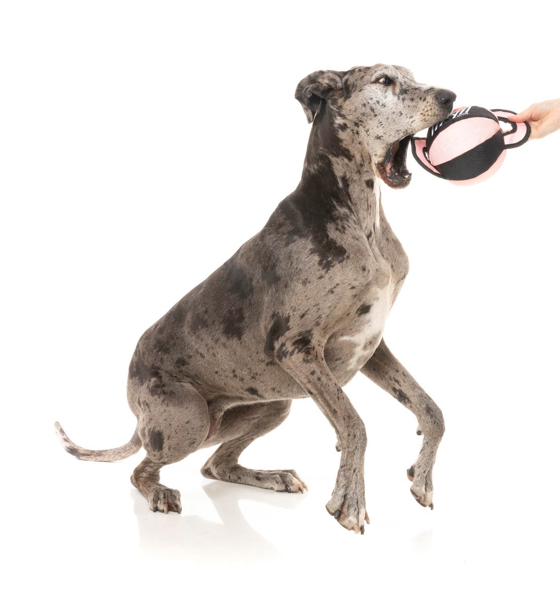 Ball Tug Dog Toy - Peach by FY Active