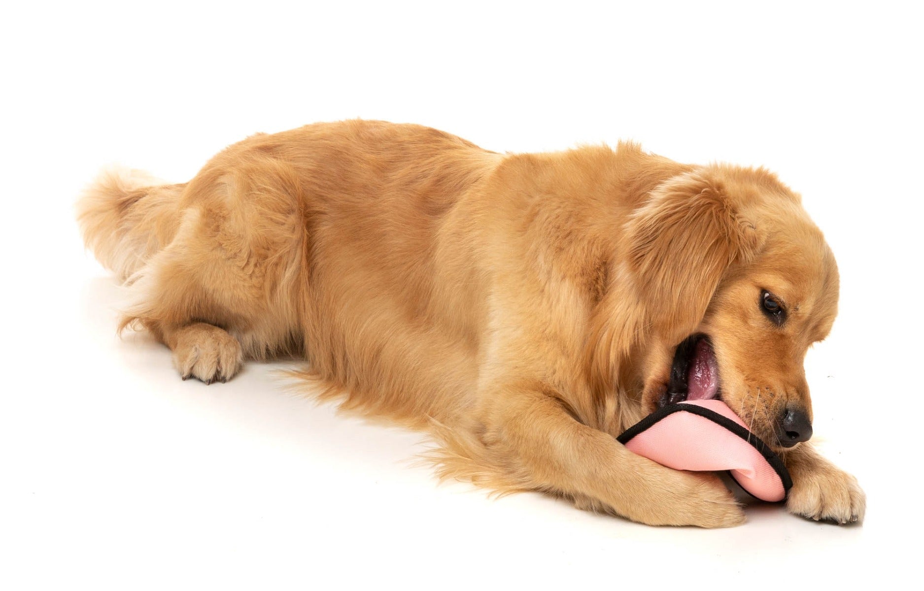 Flyer Dog Toy - Peach by FY Active